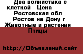  Два волнистика с клеткой › Цена ­ 1 300 - Ростовская обл., Ростов-на-Дону г. Животные и растения » Птицы   
